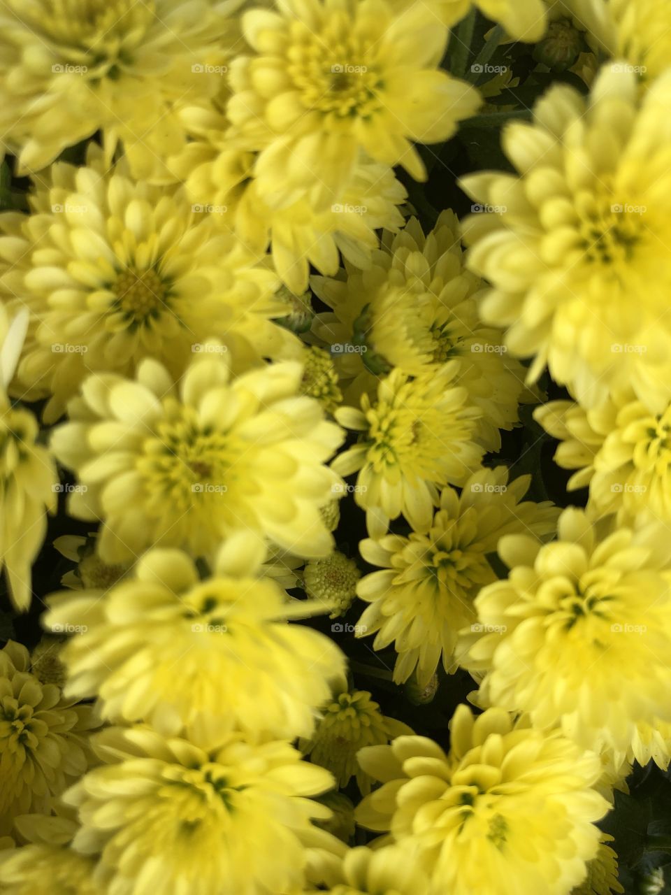This vast expression of yellow beauty give potential customers an irresistible urge to own some.