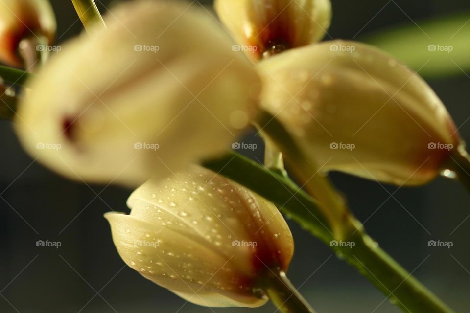 Close-up of a orchid with raindrops 