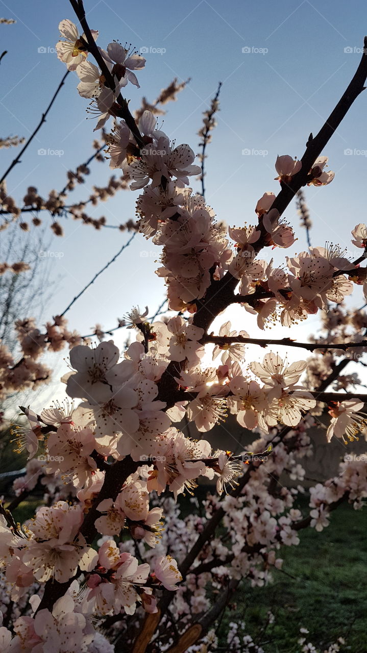 blossoming apricot tree branch in the morning