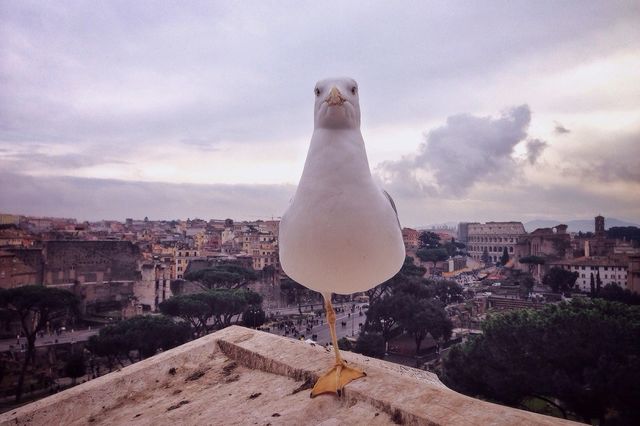 One Legged Roman Seagull