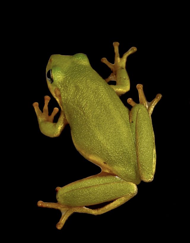Green Tree Frog 