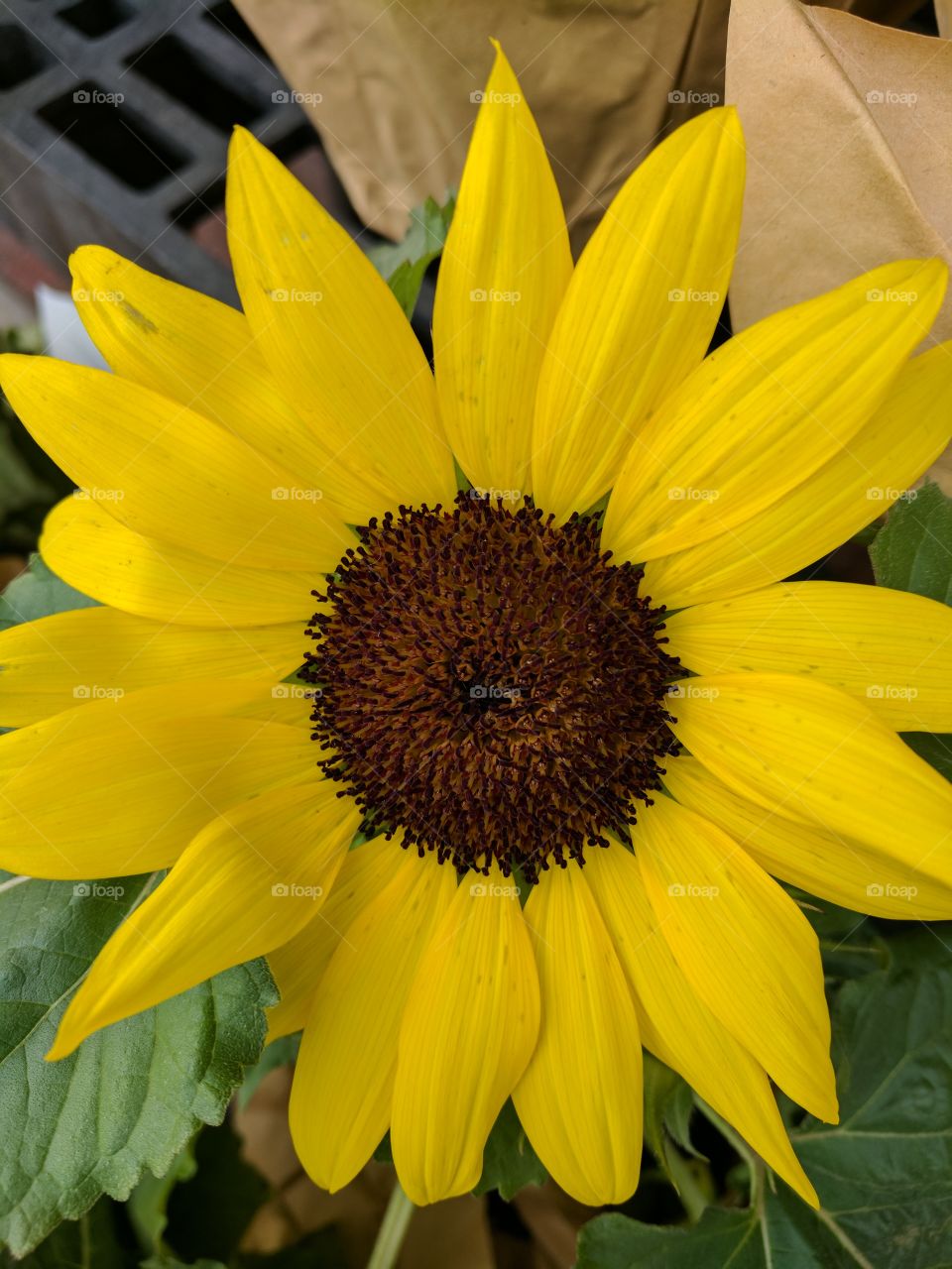 As Bright As The Sun