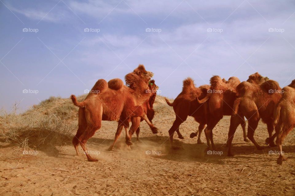 Camels in Desert