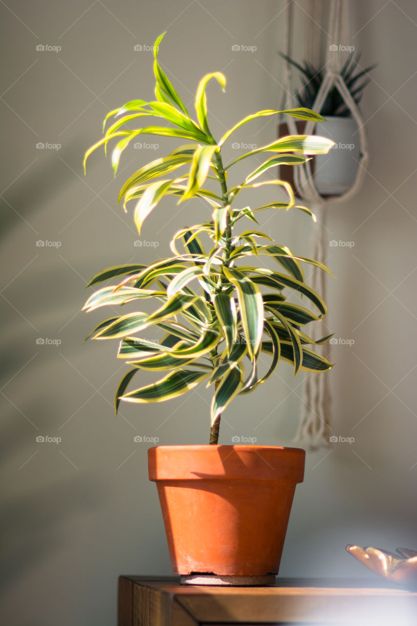 Song of India Houseplant in Terracotta Pot