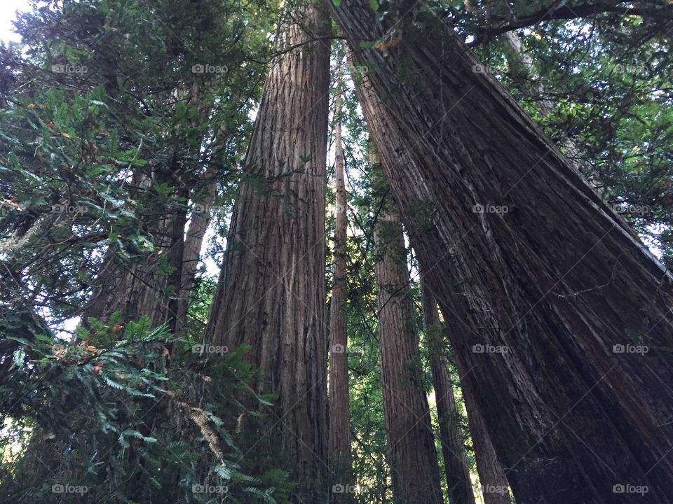 Redwood - Muir Woods