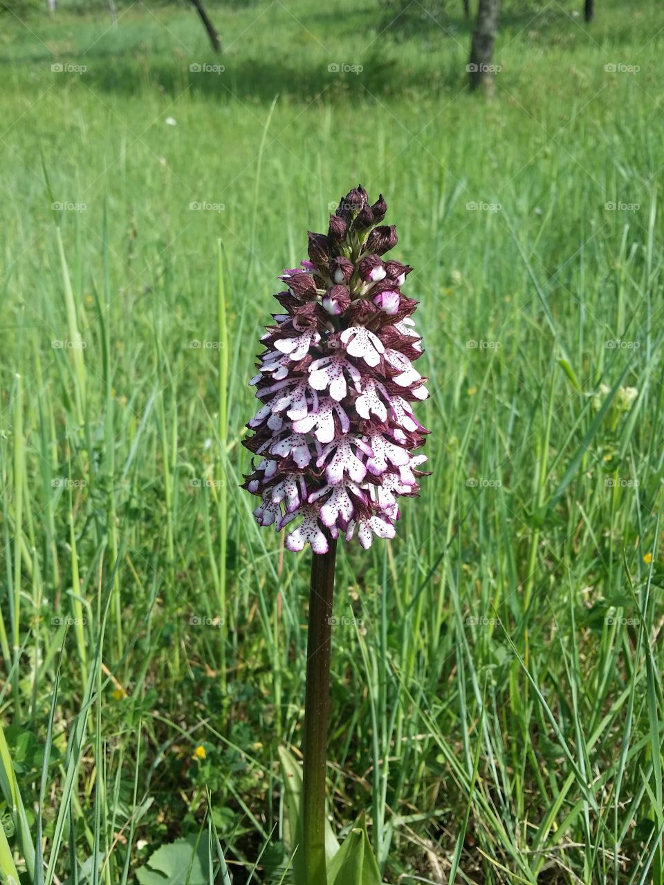 Orchis purpurea Huds. (Orchide maggiore)