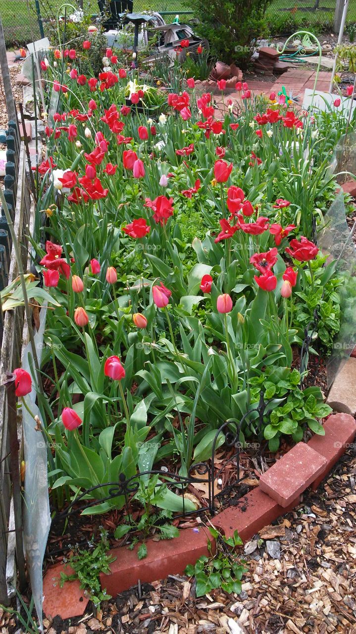 spring. flowers. beauty