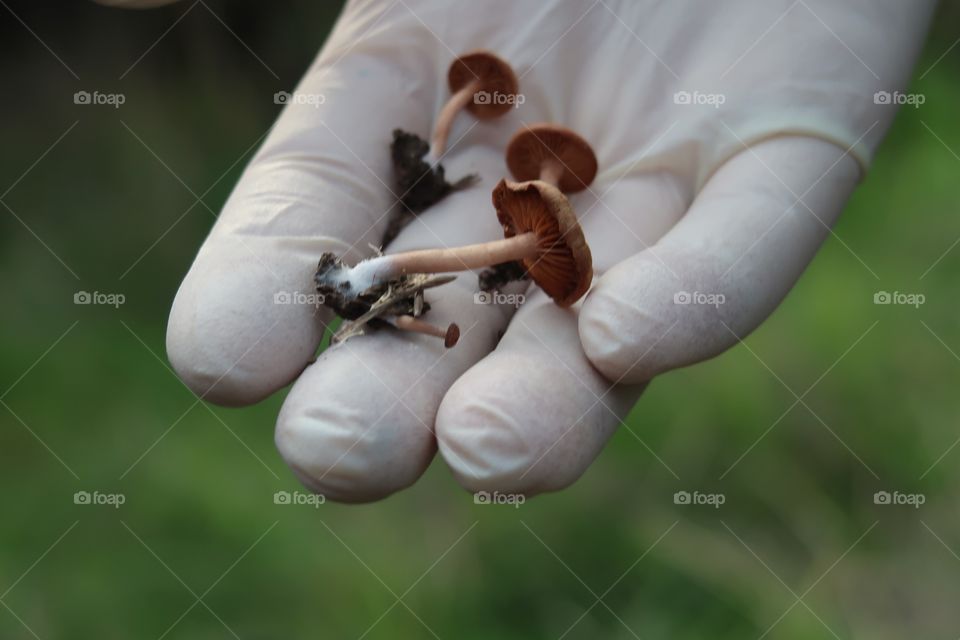 Gloved hand holding mushrooms