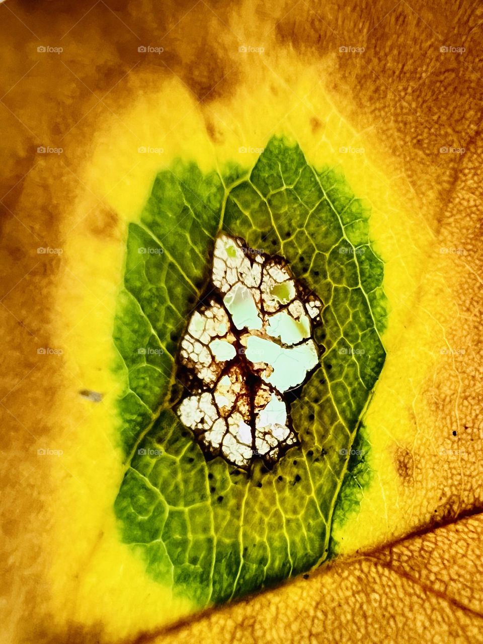 Seasons change through a single oak leaf. Macro view of green to yellow to brown in nature.