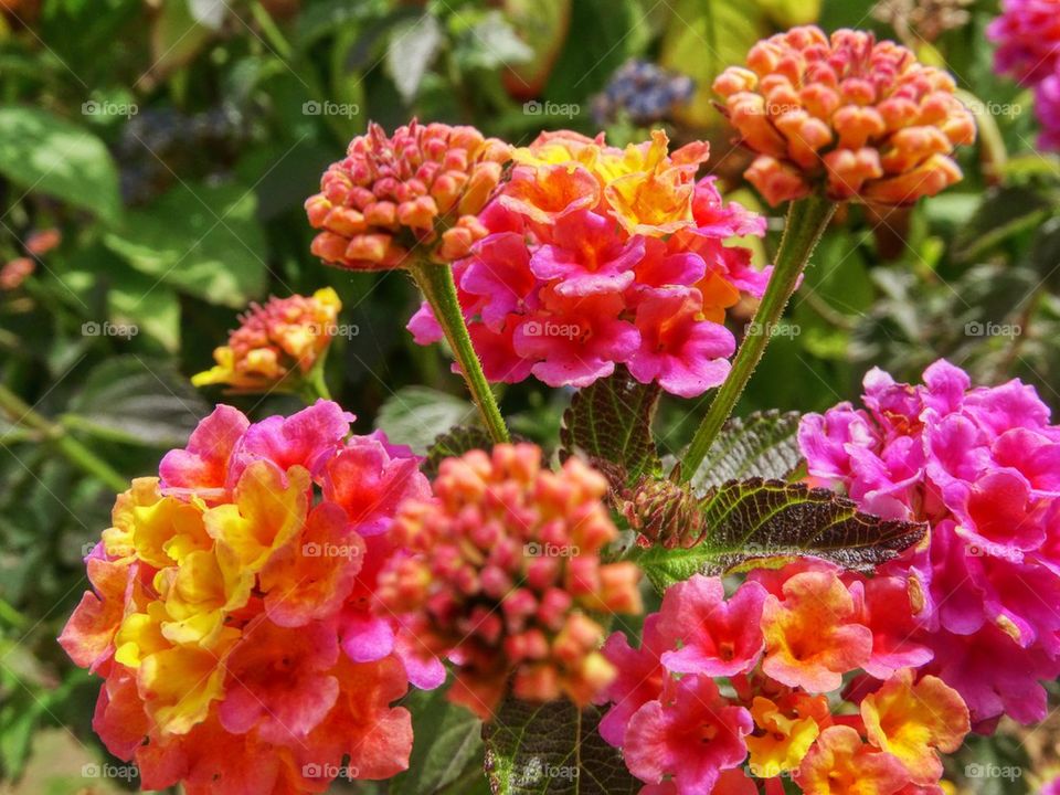 Pink and Yellow Lantana Flowers