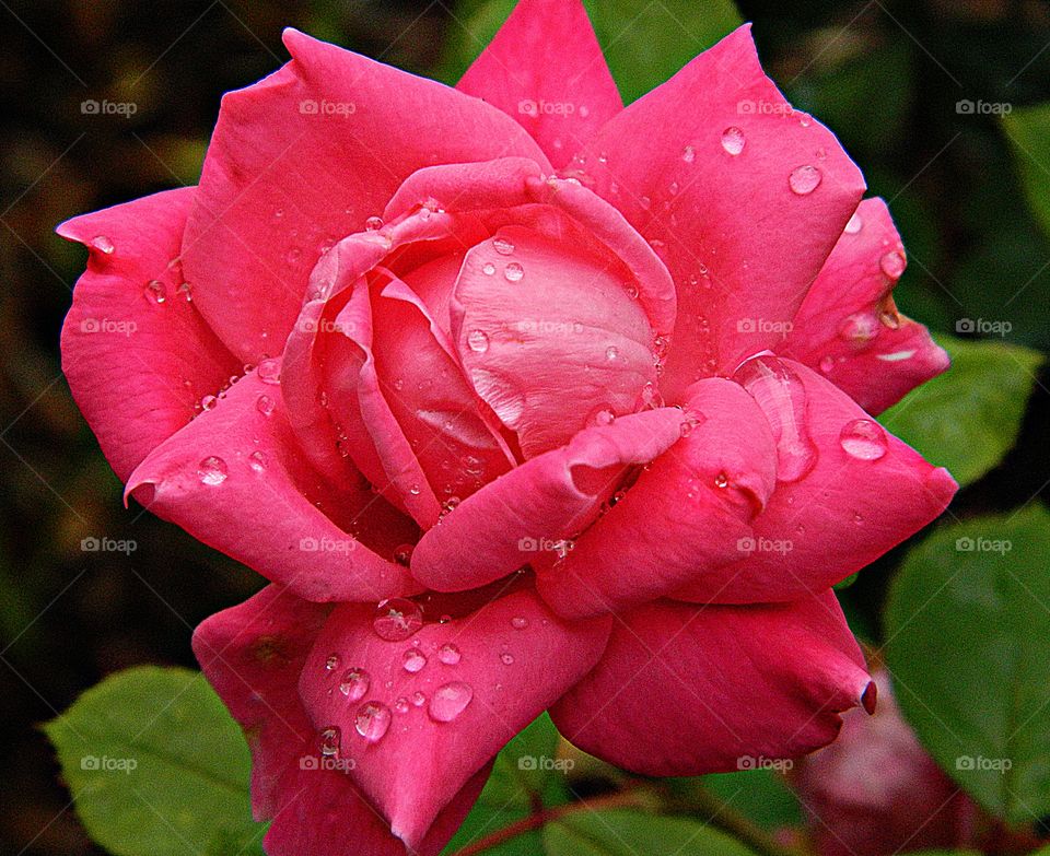 A Symmetrical Red Rose with dew drops - As one of the most enduring symbols for love and appreciation, it’s no surprise that roses are among the most admired and evocative of flowers