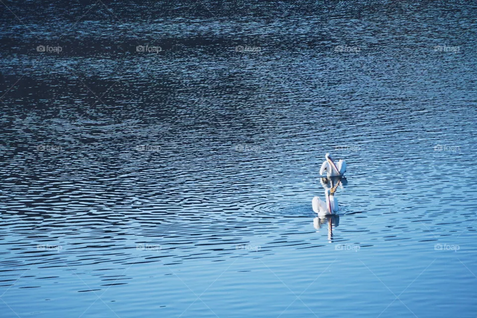 Pelicans