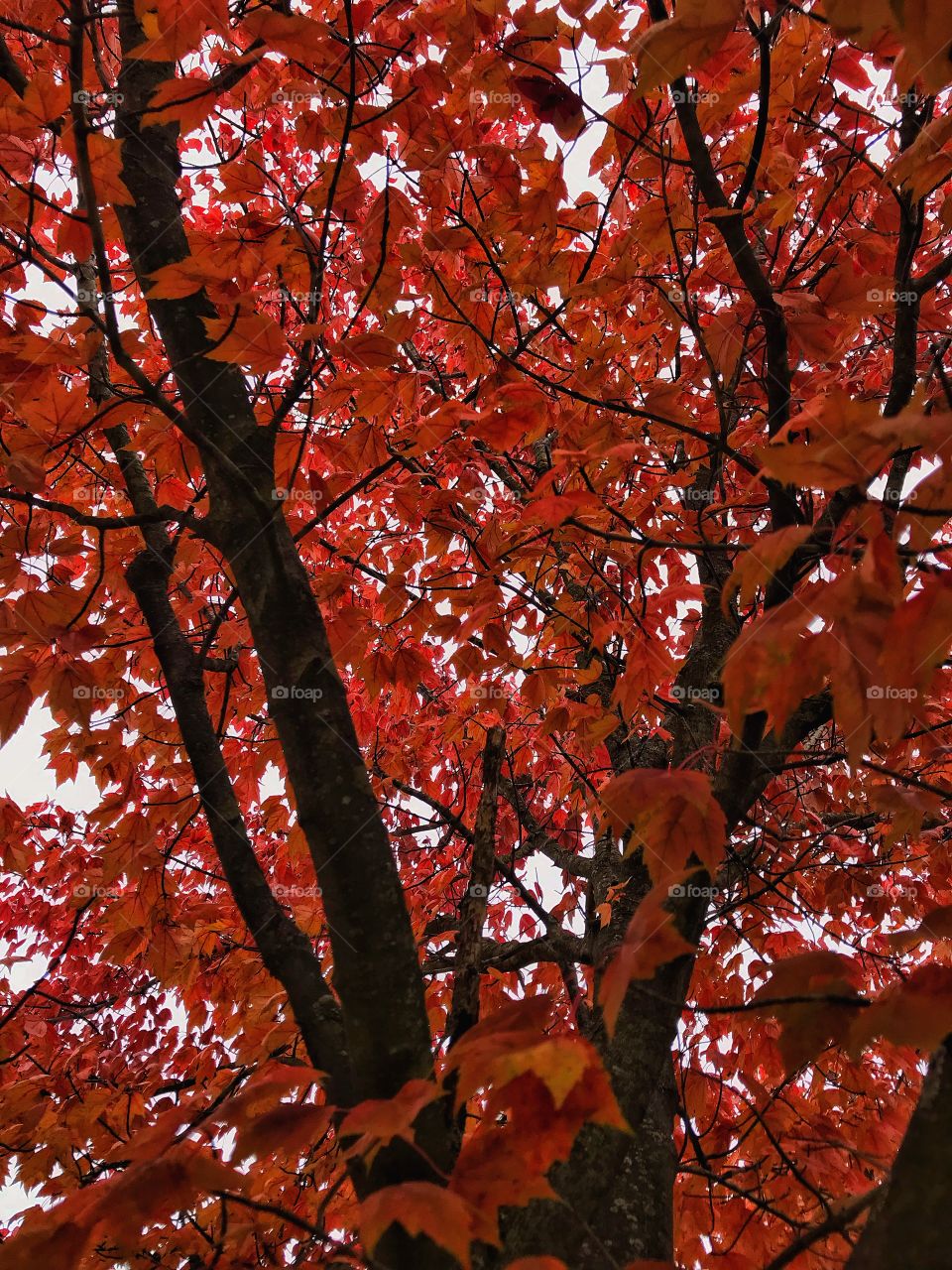 Autumn leaves—taken in Schererville, Indiana 