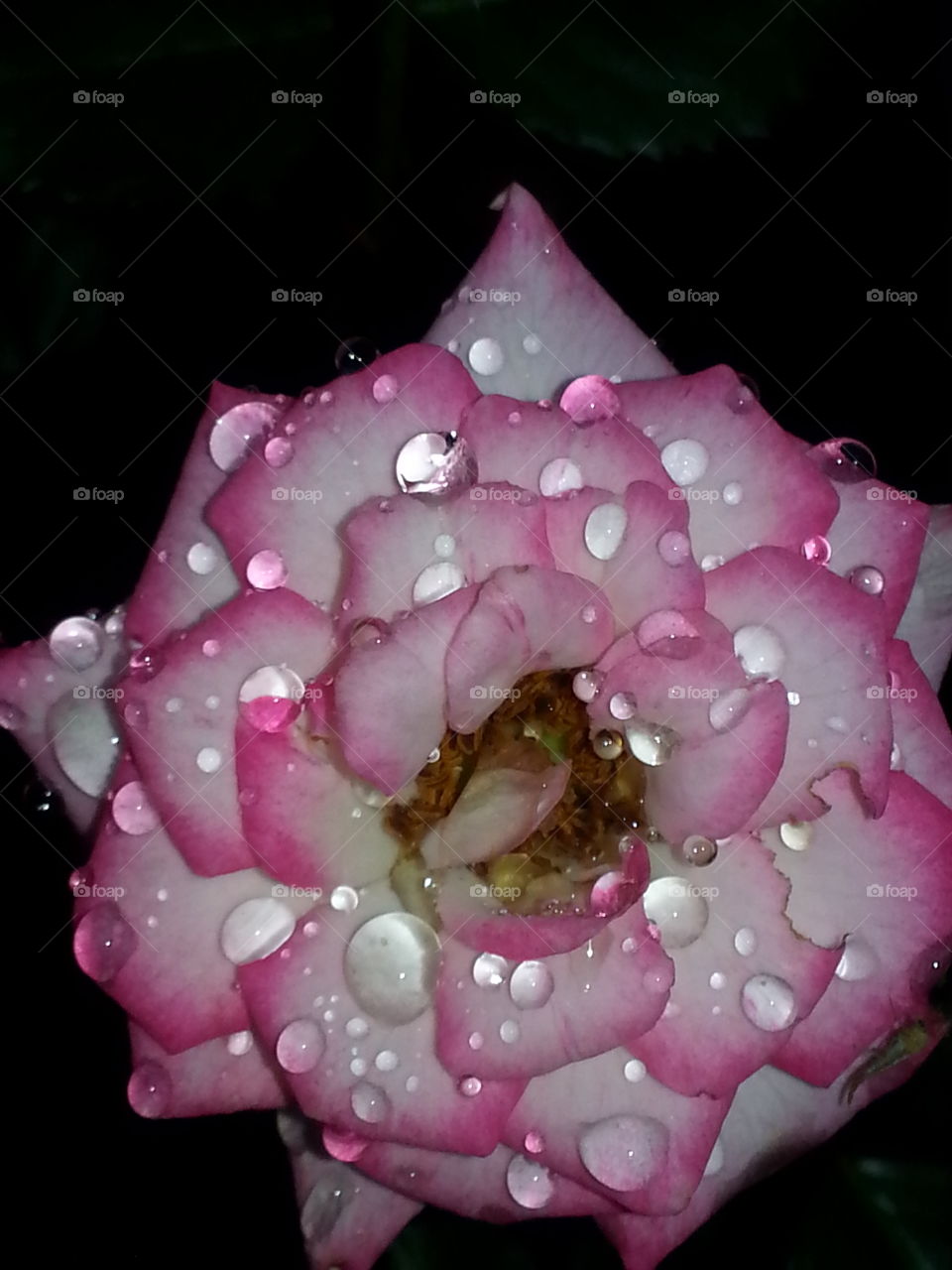 Raindrop Covered Rose