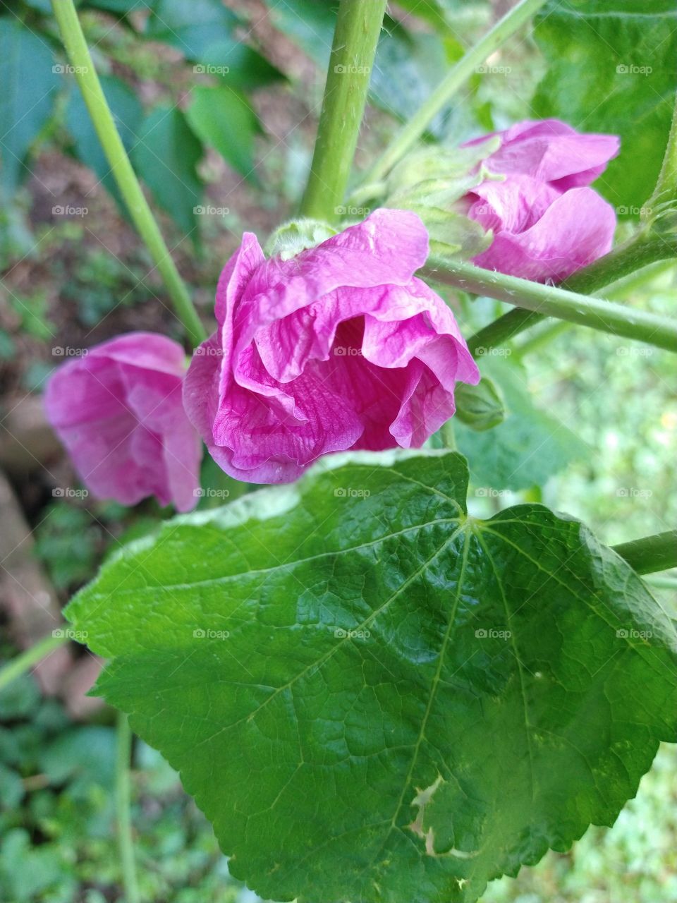 Hollyhock