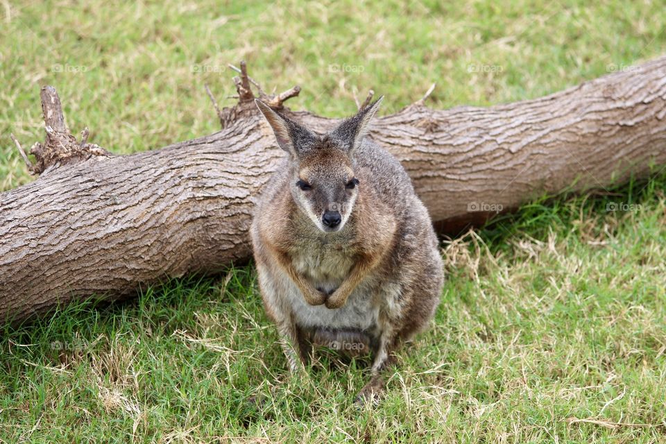 Wallaby