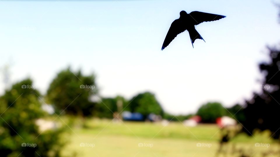Barn Swallow in Silhouette Flying