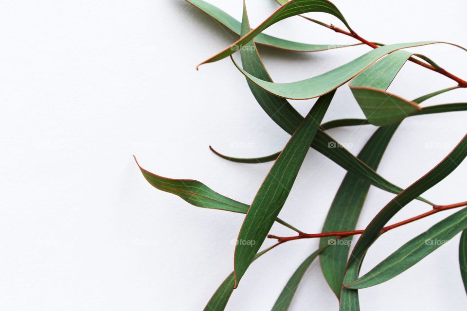 plant branch on a white background
