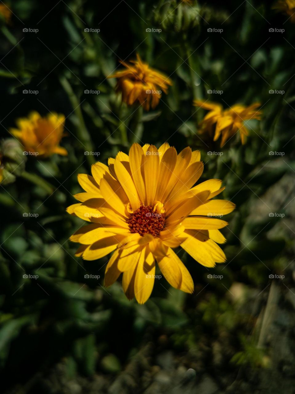 Flower photography in nature