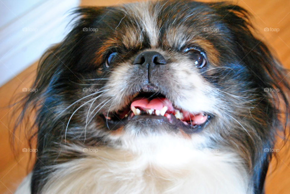 Pekingese dog smiling