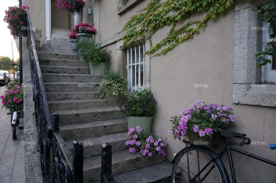 Steps and Flowers