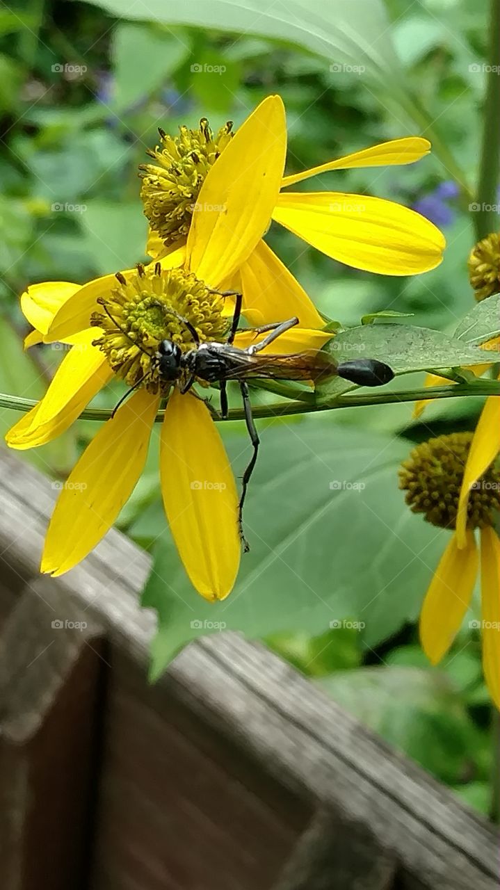 Nature, Insect, No Person, Summer, Flower