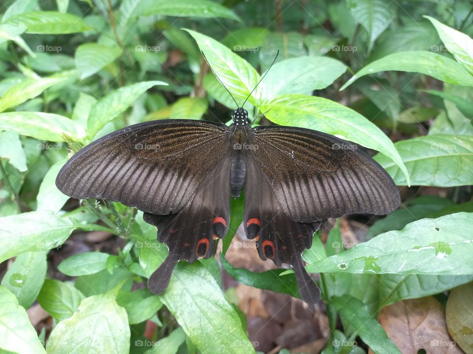 Papilio helenus is a butterfly from the Papilionidae family. It has broad wings and tends to have a dark metallic color that changes color when exposed to sunlight.