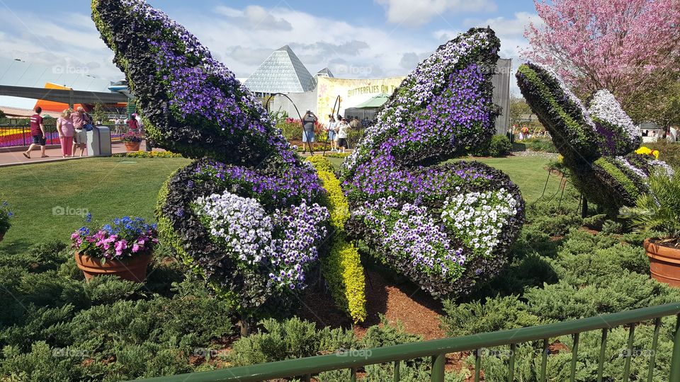 topiary butterfly