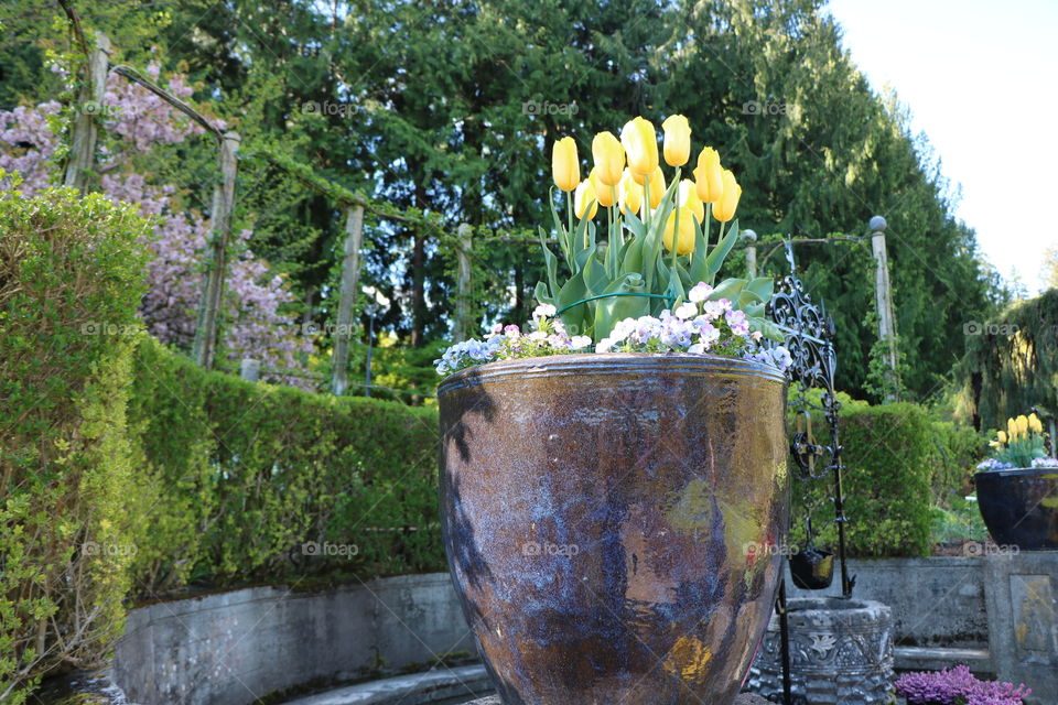 Potted flowers 