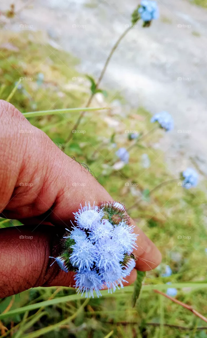 flower spring time
