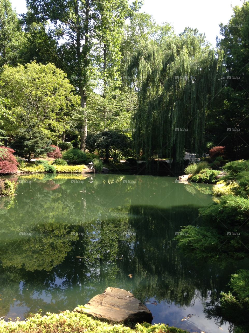 Forest and a Lake