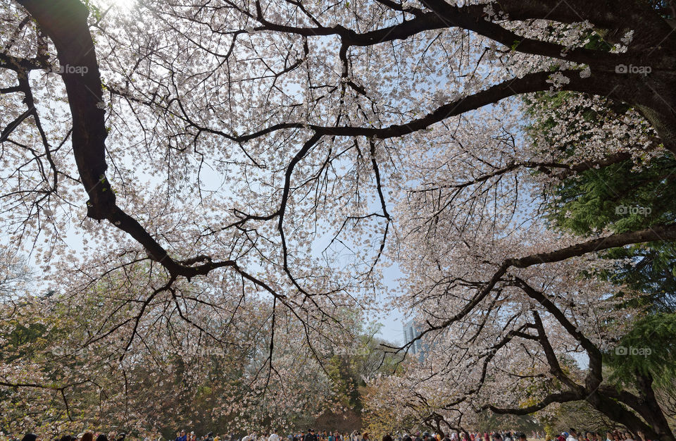 Standing under an umbrella of cherry blossoms