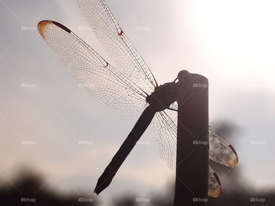 dragon fly wings and silhouette