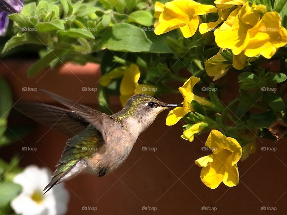 hummingbird feeding from petunias