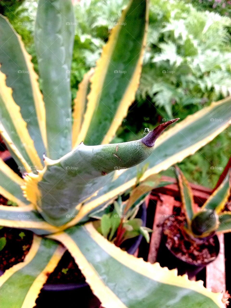 cactus spike