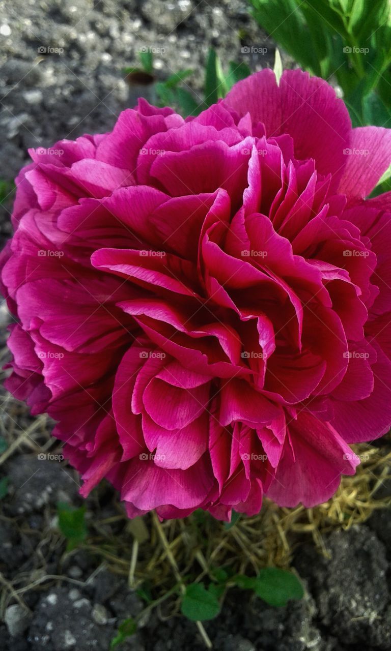 The peony flower is red-pink. Garden.