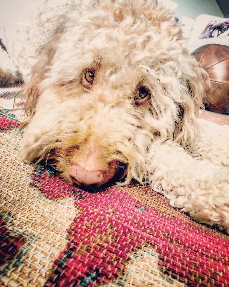 Cuteness overload, melt your heart, “you can’t say no to me” look. He knows how to work it. A ton of personality, Tucker the Golden doodle is a free agent & if you think this is precious, just wait! 