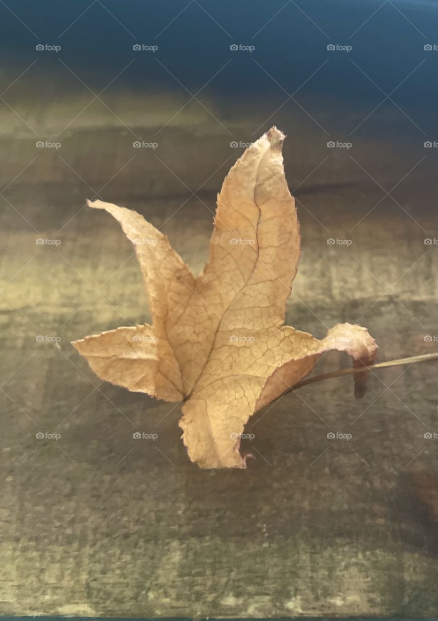 Tiny dry leaf memories 🍂 🍁