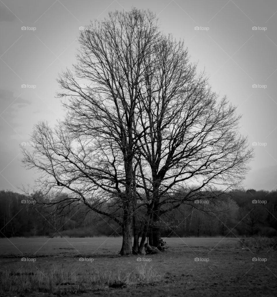 Der Baum