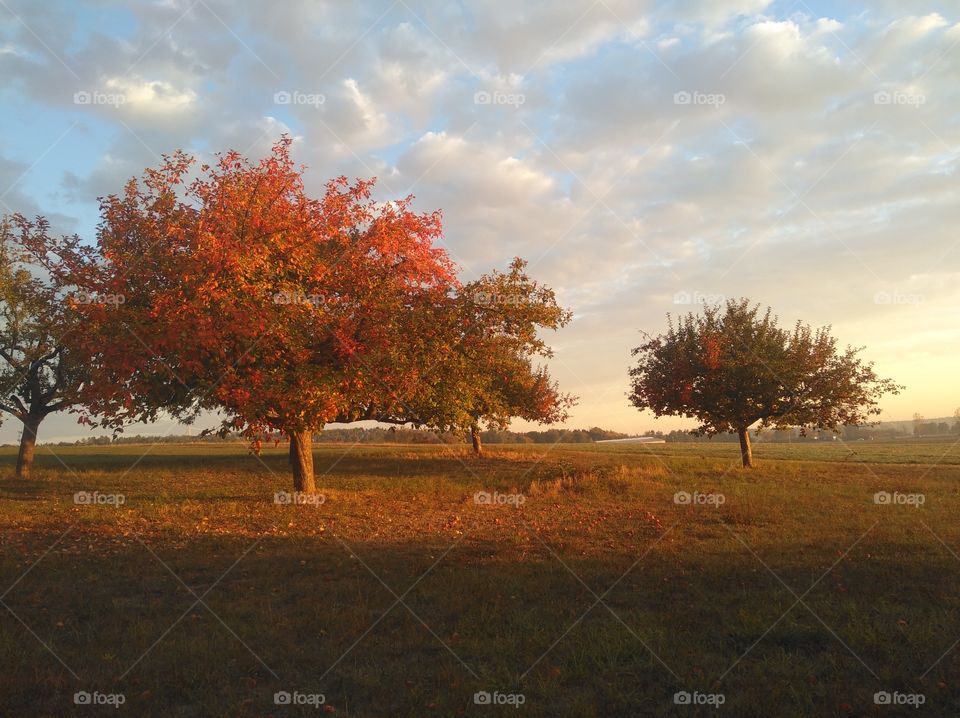 apple trees in autumn