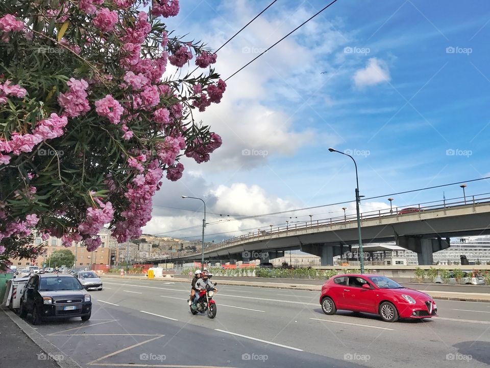 Pink oleander flowers, cars and motorcycle on the street in Genova, Italy 