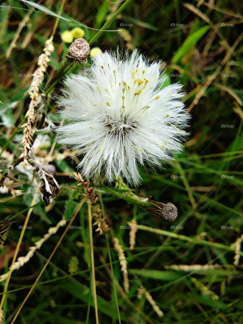 Desejos esperando para serem soprados.