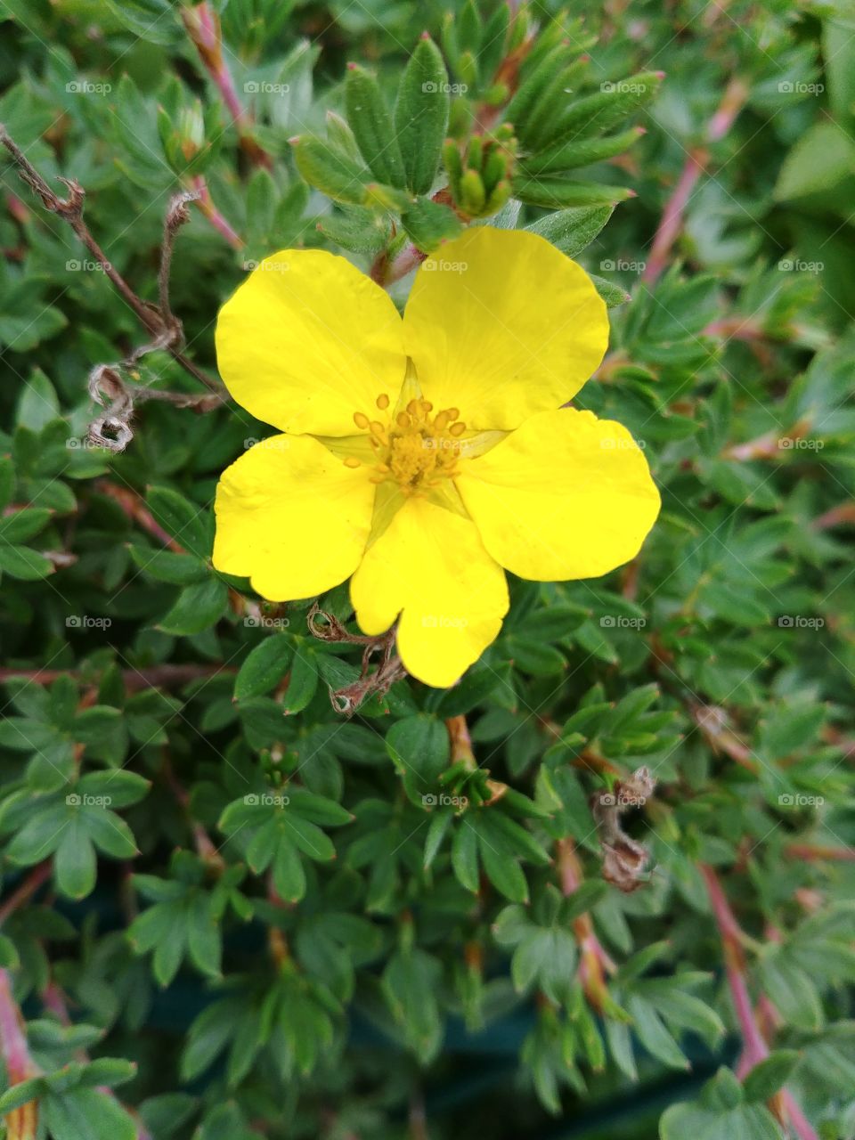 flower blume blühte blühen gelb yellow