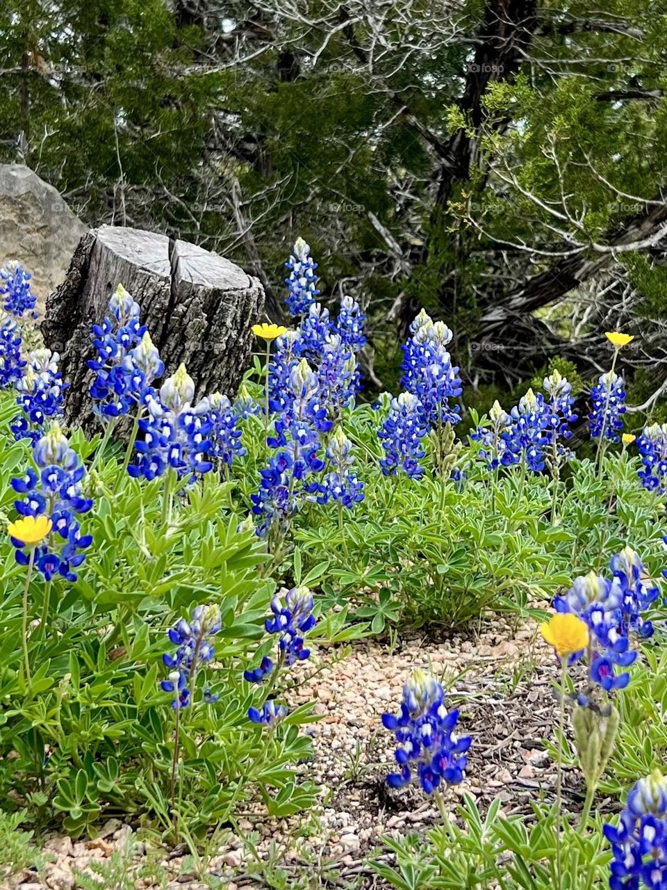 Colors of spring. Landscape of wild bluebonnets, yellow wild flowers and a tree stump