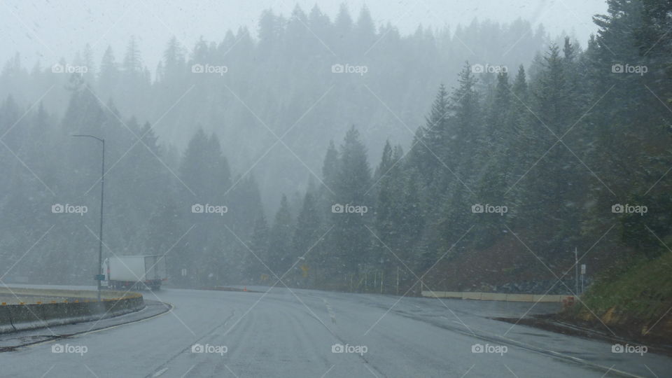 evergreen trees oregon snow