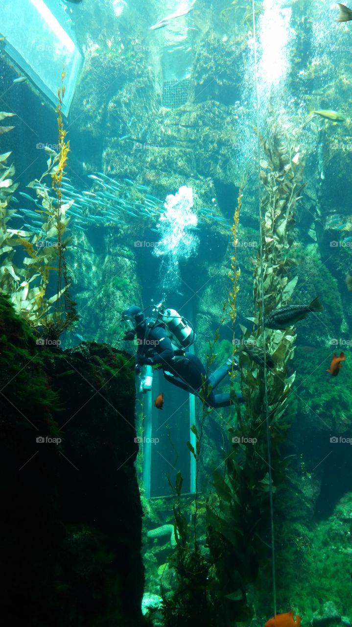 Aquarium cleaner