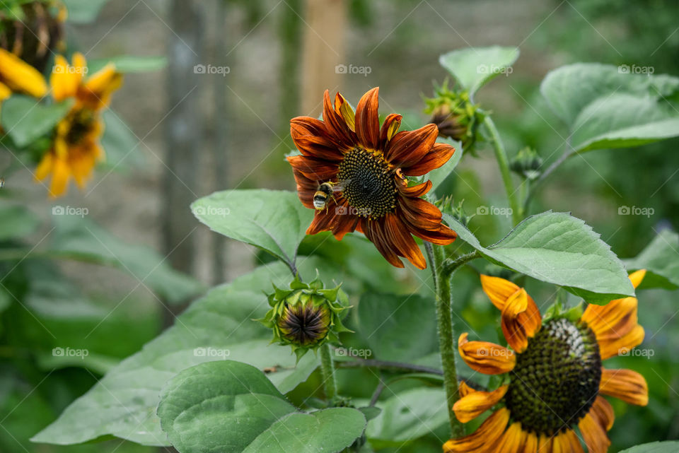 sunflowers bees and bumblebees