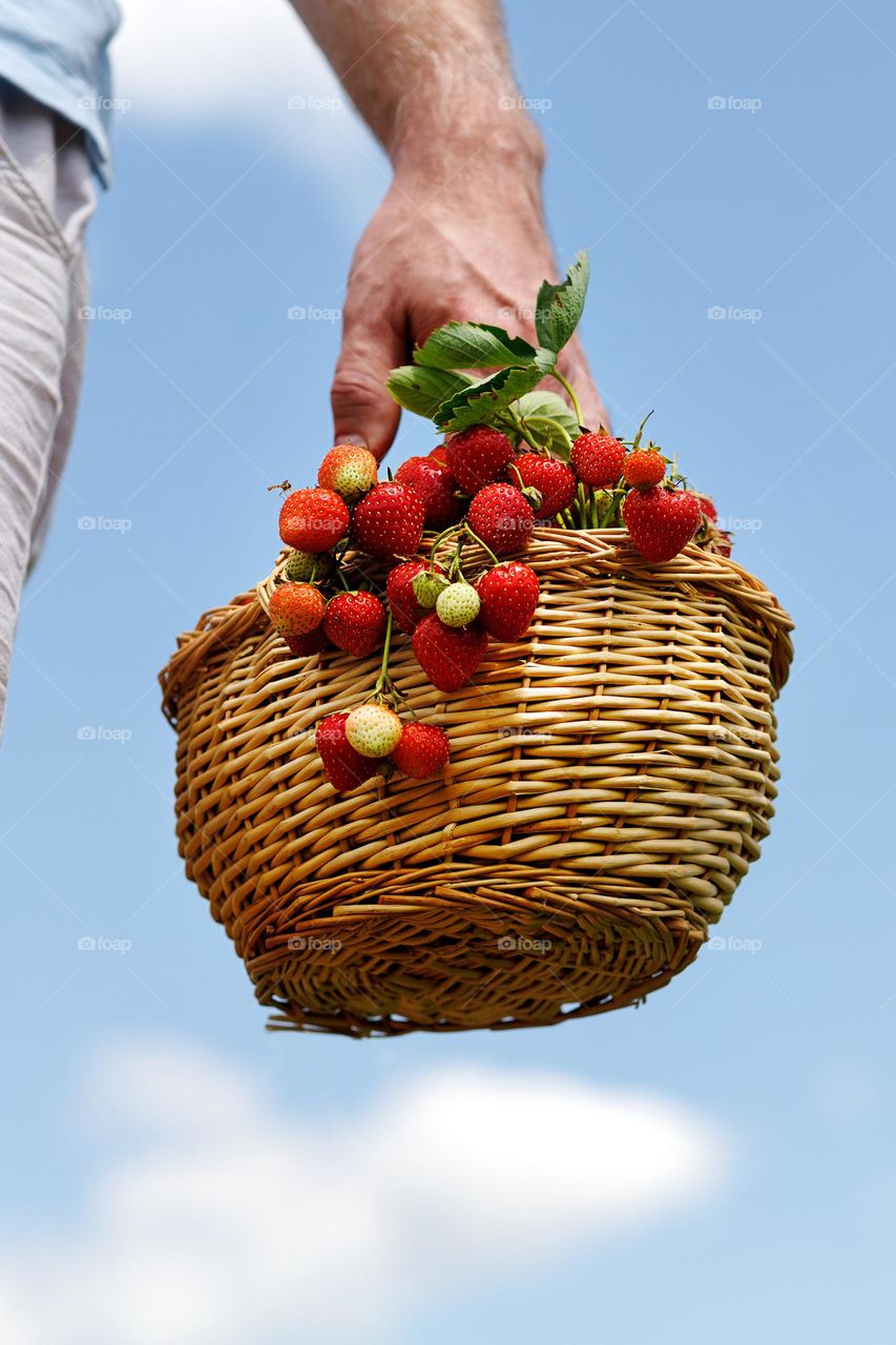 A basket with strawberries in a man's hand. Heavenly background