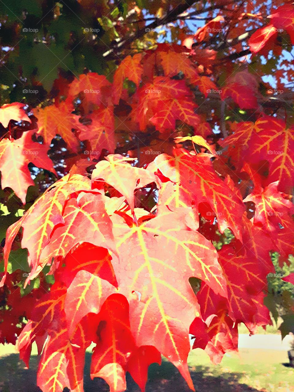 red maple