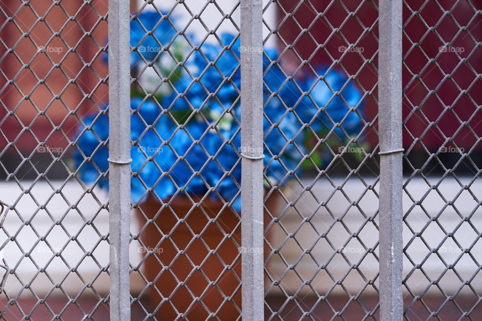 Through the fence